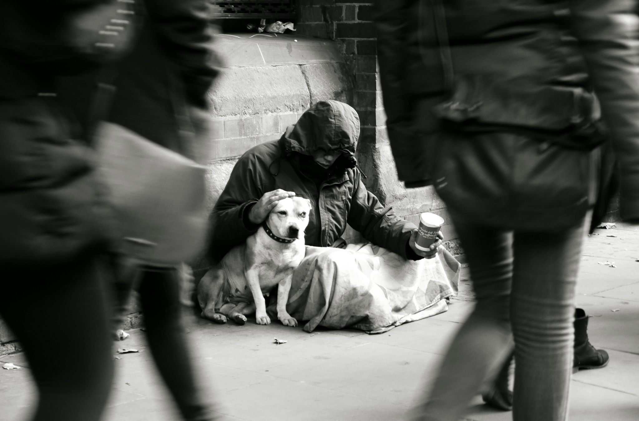 Прощание с хозяином. Бездомные собаки. Равнодушие к животным. Бездомные животные равнодушие.